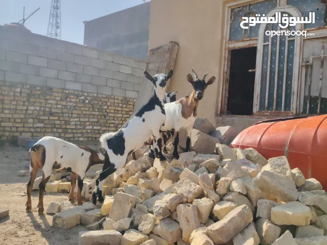 قطريات حلوات اقزام اربعه انثايه وفحل وكلهن حوامل العنوان التنومه قرب الجسر الإيطالي