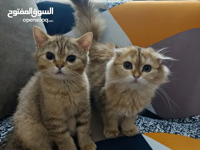 عسل قط ذكر