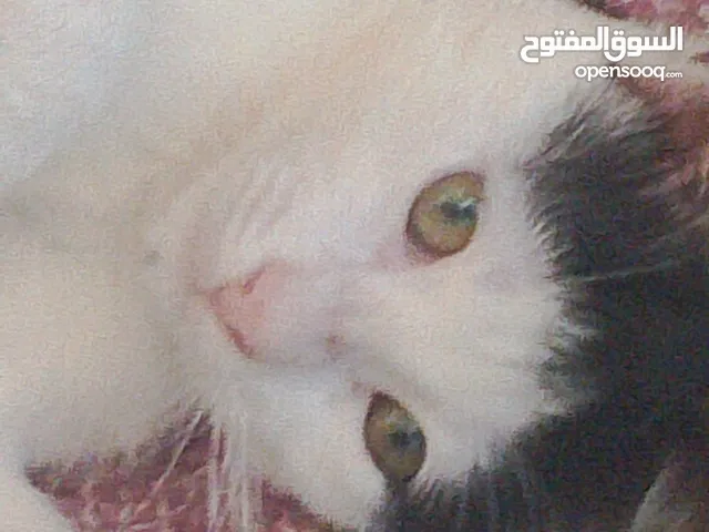 قط جميل لبيع 4 اشهر ملقح