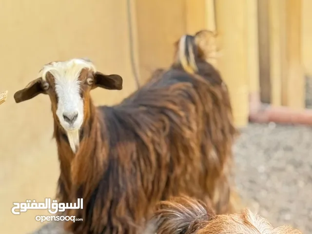 شاه للبيع شوف الوصف