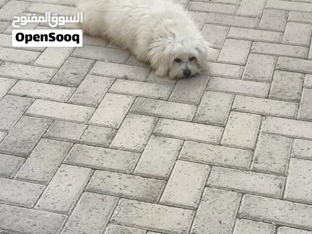 كلب مالتيز للبيع