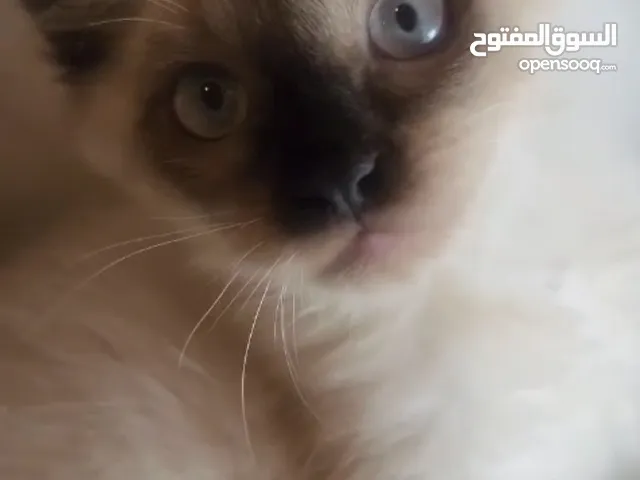 للبيع كتن راغدول