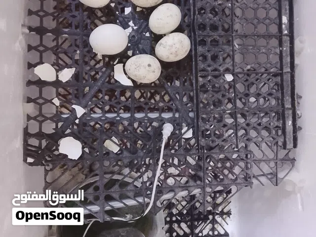 فقاسه شرط التفقيس