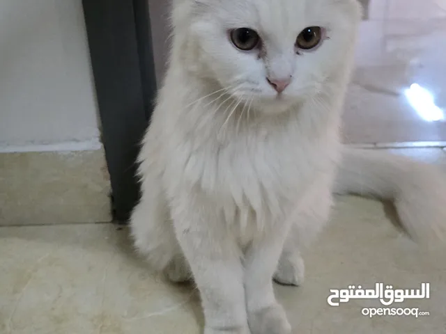 Turkish angora kitten