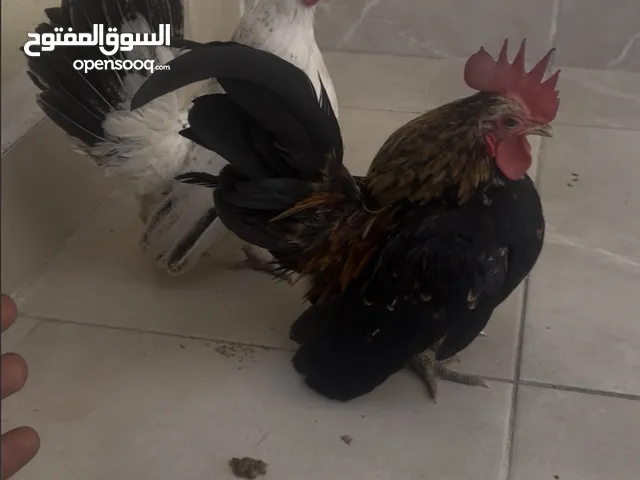 للبيع زوجً حبحب هزاز