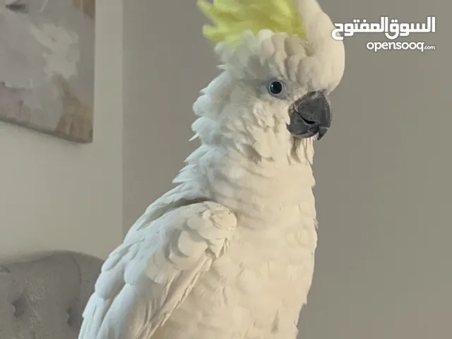 للبيع كوتاكو نثيه محيل جناح كامل ربوه يطير يطب عالايد لعوب مع اليهال ريشته نضيف في كلام خفيف كوكو