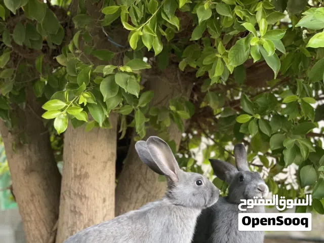 أرلنب هجين البابيون بلون جميل ونادر