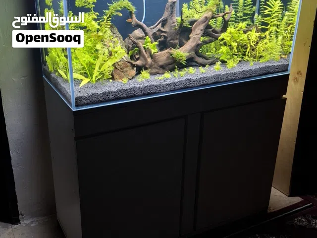 سمك زينة مع حوض كريستال قص ليزر مزروع نبات طبيعي مع كامل معداته ما شاء الله