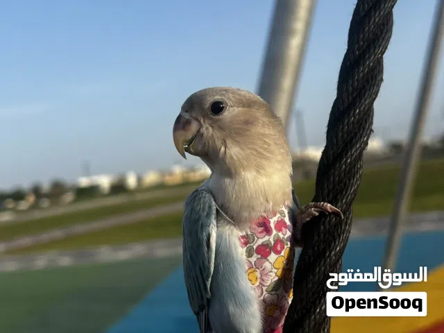 2 طيور روز للبيع مع كامل أغراضها)