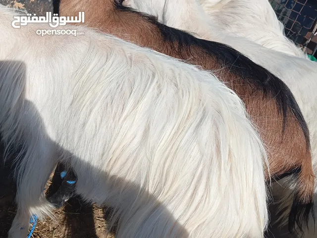 ماعز البينو