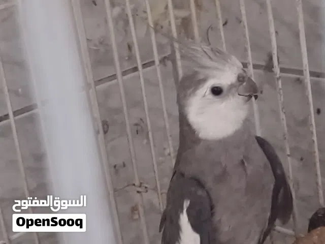 للبيع كوكتيل