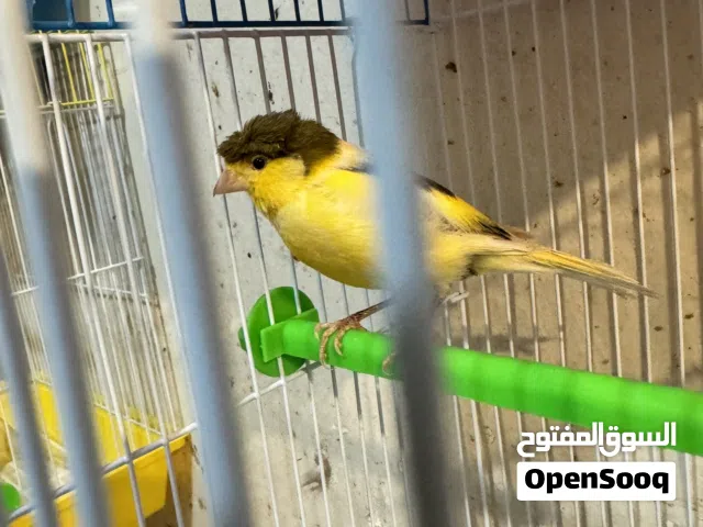 للبيع كناري تغريد قوي ونسم مايسكت