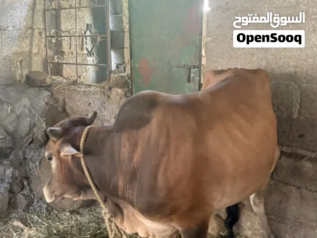 ثور عماني فل سمنه