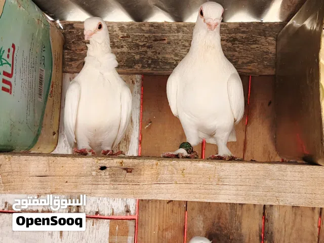 حمام للبيع
