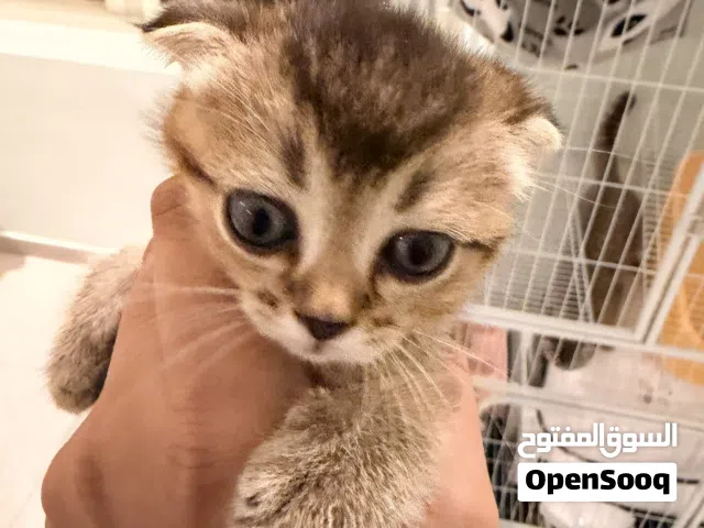Scotish fold and straight cat for sale