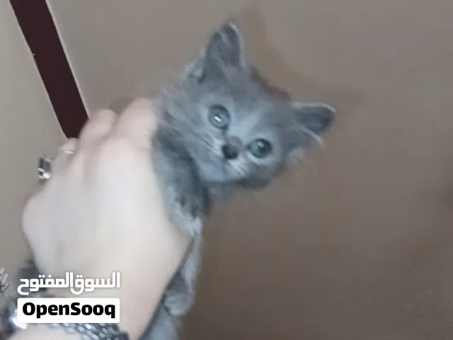 9 قطط للبيع