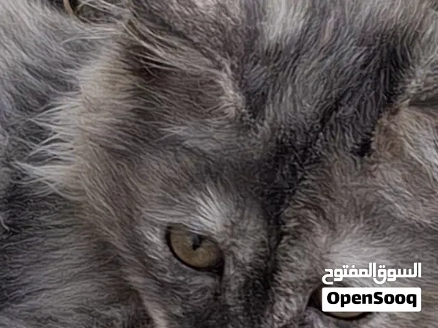 قطة بوجه حزين للبيع مميزة جدا ملقحه