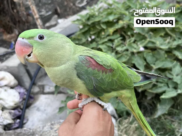 بغبغاء نيبالي أليف ويحاول على الكلام