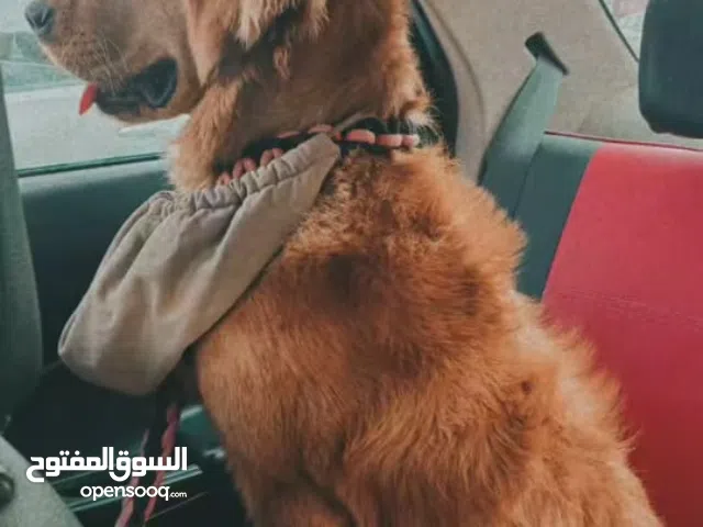 كلب جولدن ريتريفر عندو 12 شهر