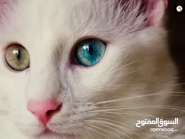 قطة شيرازي للبيع a shirazi cat for sale