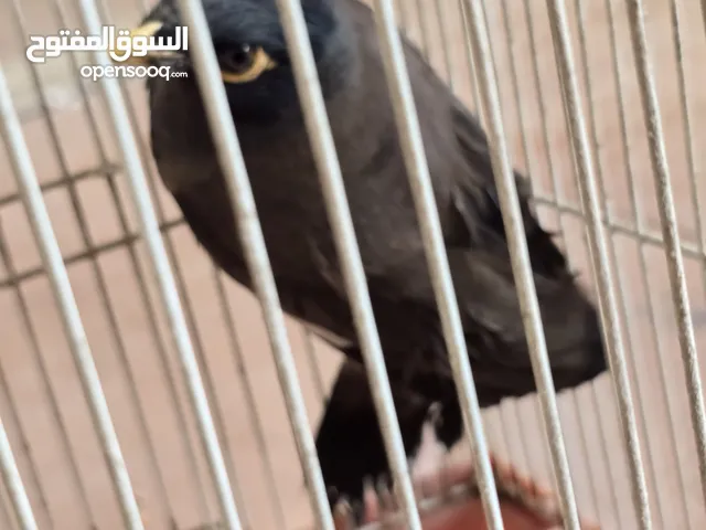 طائر المينا للبيع