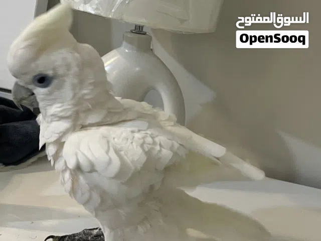 للبيع كوكاتو