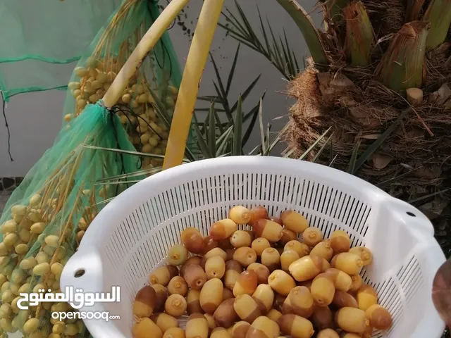 لتنظيف النخيل والواشنتونيا والاهتمام بالحدائق والثمار بكافه انواعها