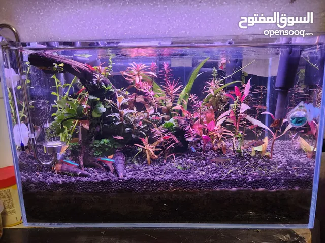 حوض نباتي فول كرستال اجنبي