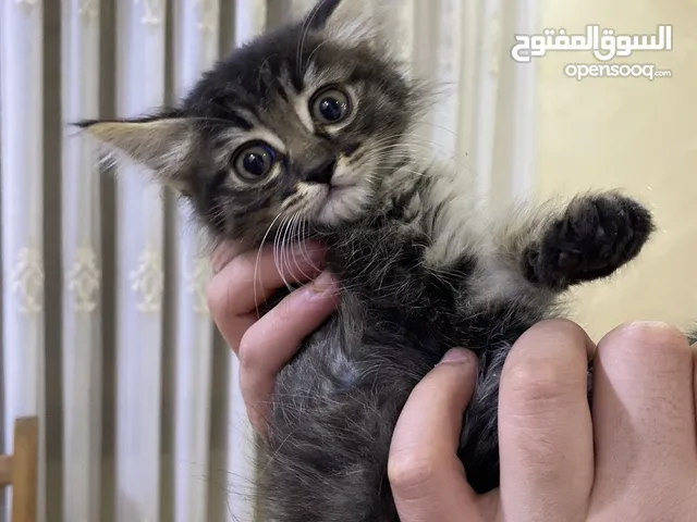 قطط شانشيلا جميلة جدا عمرها شهرين ونصف لعوبات ولطيفات متعوده ع اللتر بوكس وداري فوود واكل بيت