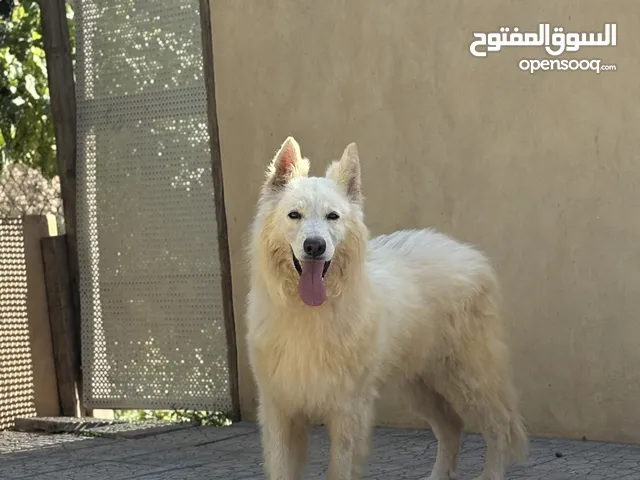 كلب جيرمن ابيض عمر سنه واكم شهر ذكر حالتو ممتازه