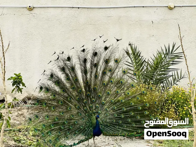 زوج طاووس عمر سنتين ونص مضمون