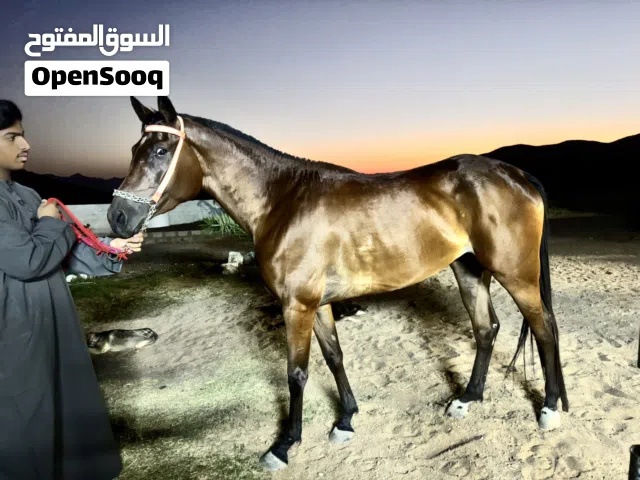 فرس عربية بنت كرار النايف