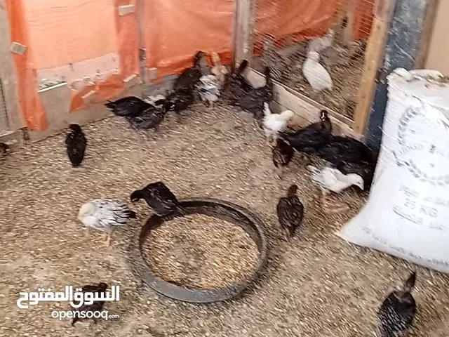 صيصان جاج اعمار مشكله