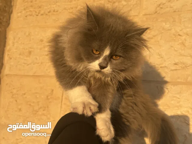 قطة شيرازي 5 اشهر - 5months  persian cat