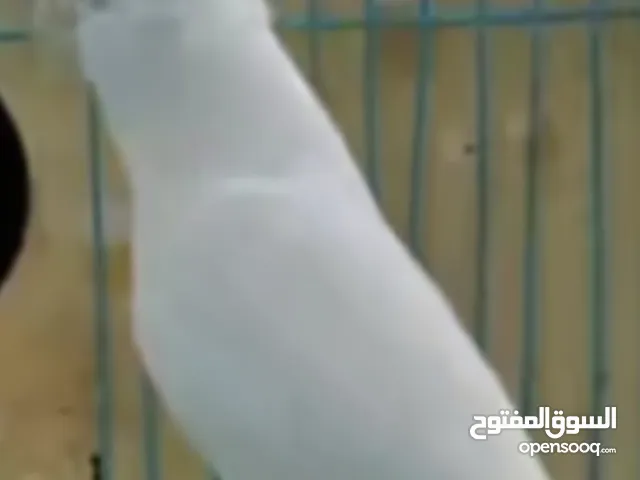 سلام عليكم البينو نثيه البيع