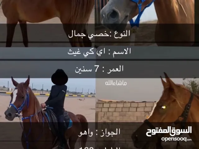 خيل فنان يمدح من الجميع