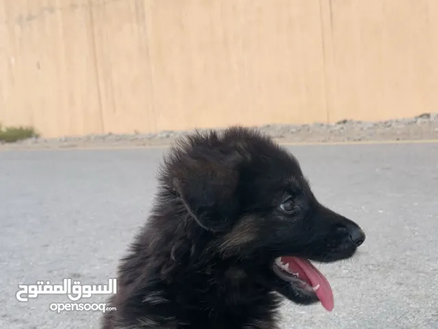 جيرمن شولاين