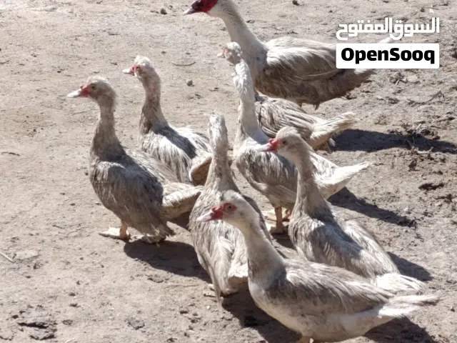 بشوش مصريات اقره الوصف