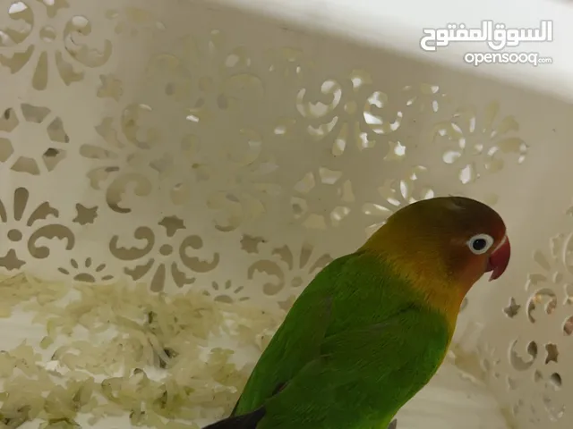 طير فيشر (Fischer’s Lovebird) بصحة ممتازة