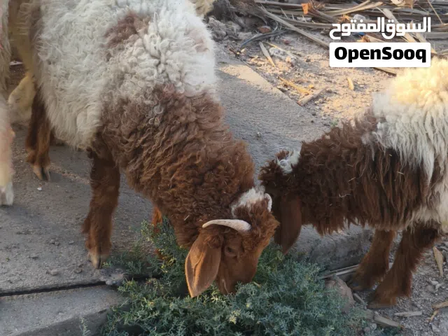 5 ذكوره اغنام شرط الصحه والنشاط مال بيت العلف براسهن البصره الصالحيه ويوجد توصيل