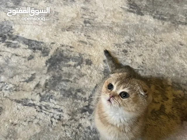Kitten Scottish Fold (Double Fold)