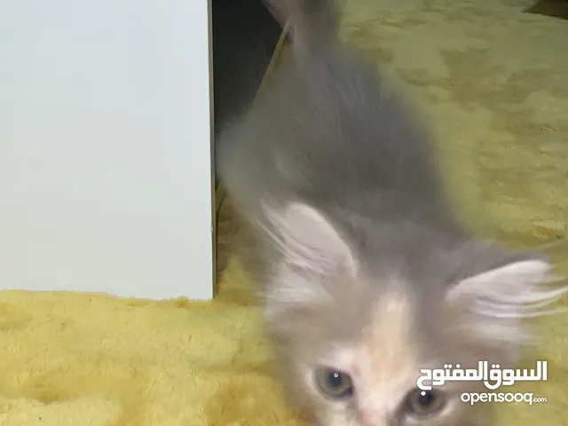 Cute kitten for sell