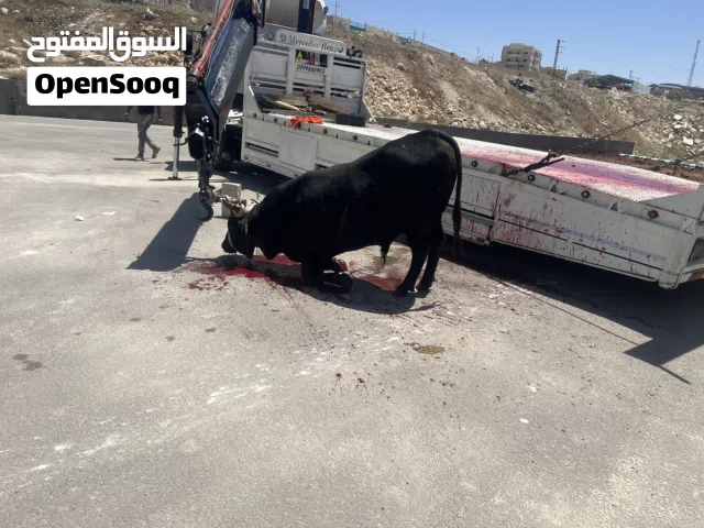 لحام متنقل