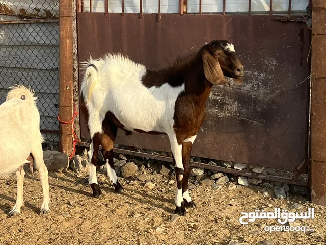 للبيع تيس فحل بيشي