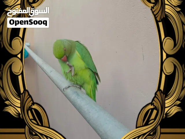 ببغاء للبيع