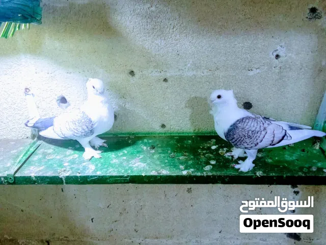 زوجين الفراشه.  جواهن فراخ