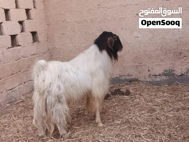 تيس فحل حاار للبيع