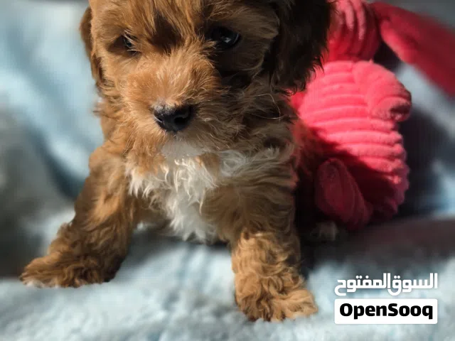 Adorable CavaPoo Home Raised Healthy Puppies