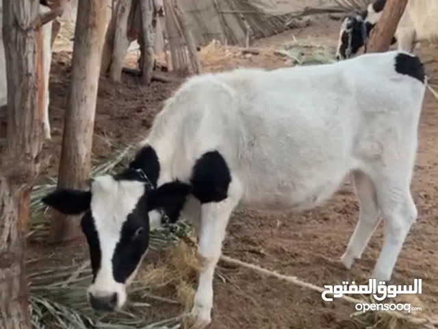 4حسلان للبيع مع بقره