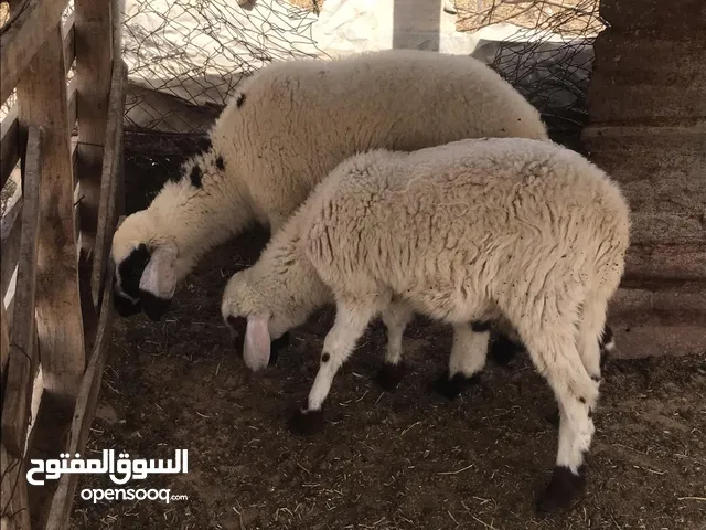 2 فطايم مشالله